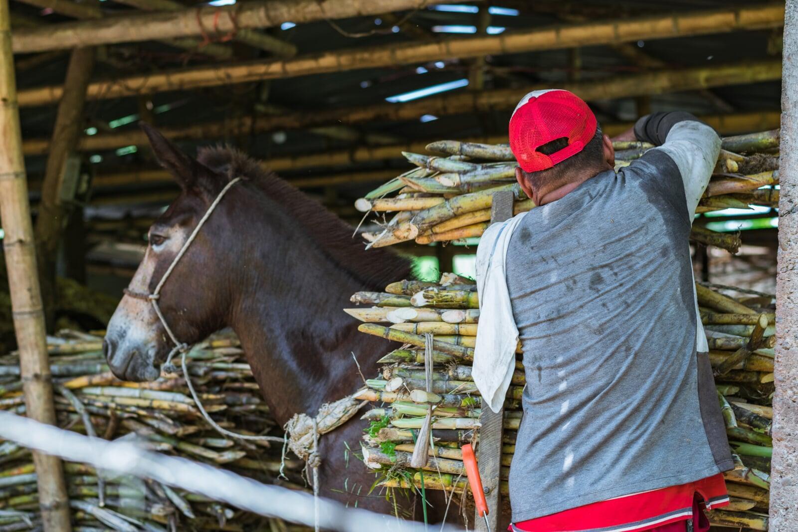 Learn How to Start Your Own Rum Brand